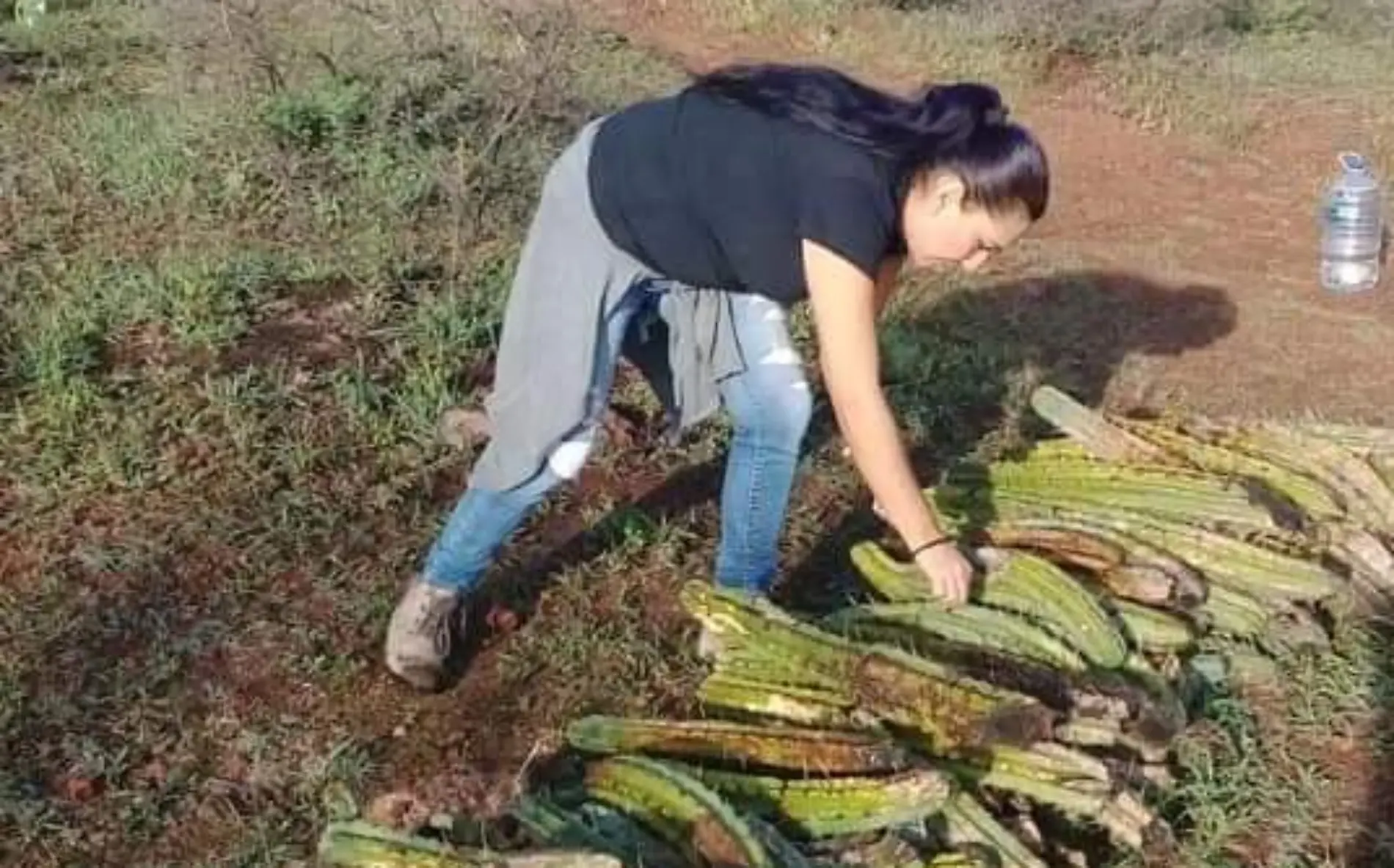 Causa Ambiental continúa con trabajos de reforestación.  Foto Cortesía  Causa Ambiental.